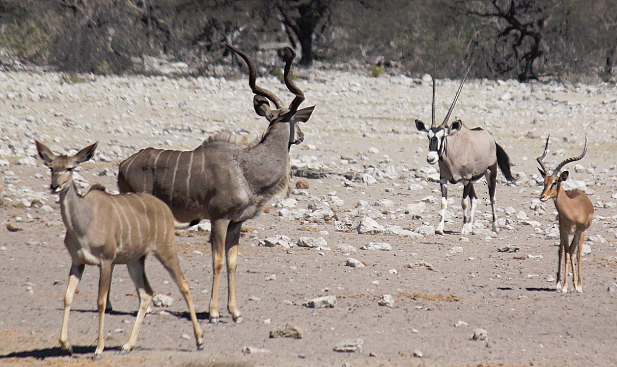 Namibie_Etosha3_2015_Img0085