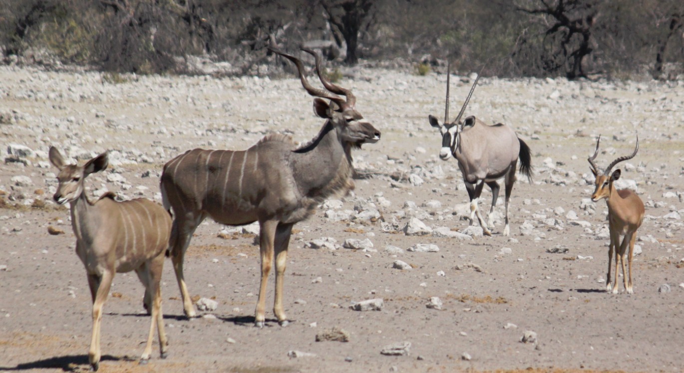 Namibie_Etosha3_2015_Img0086