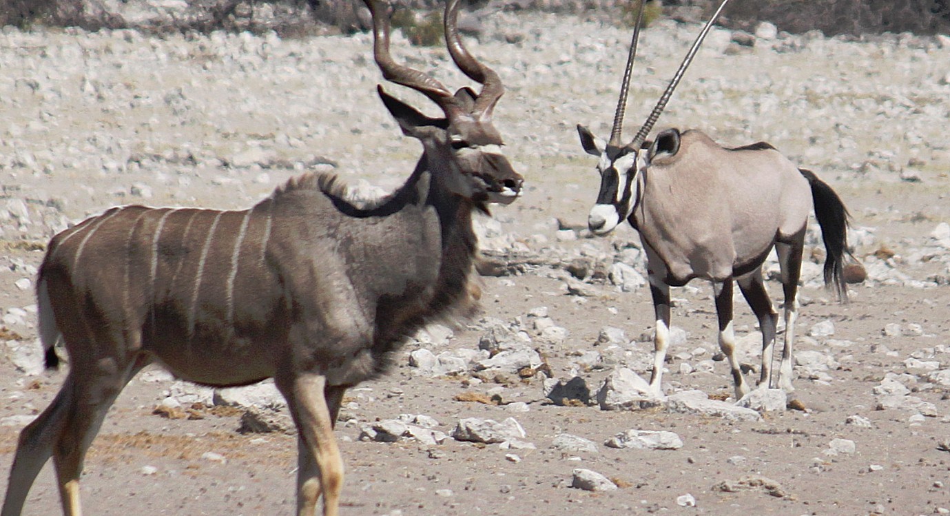 Namibie_Etosha3_2015_Img0087