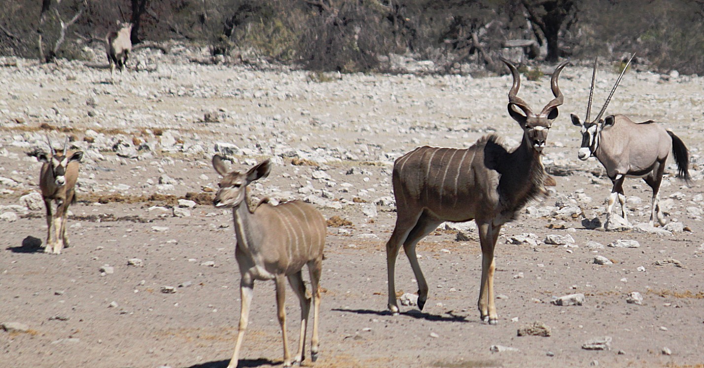 Namibie_Etosha3_2015_Img0088