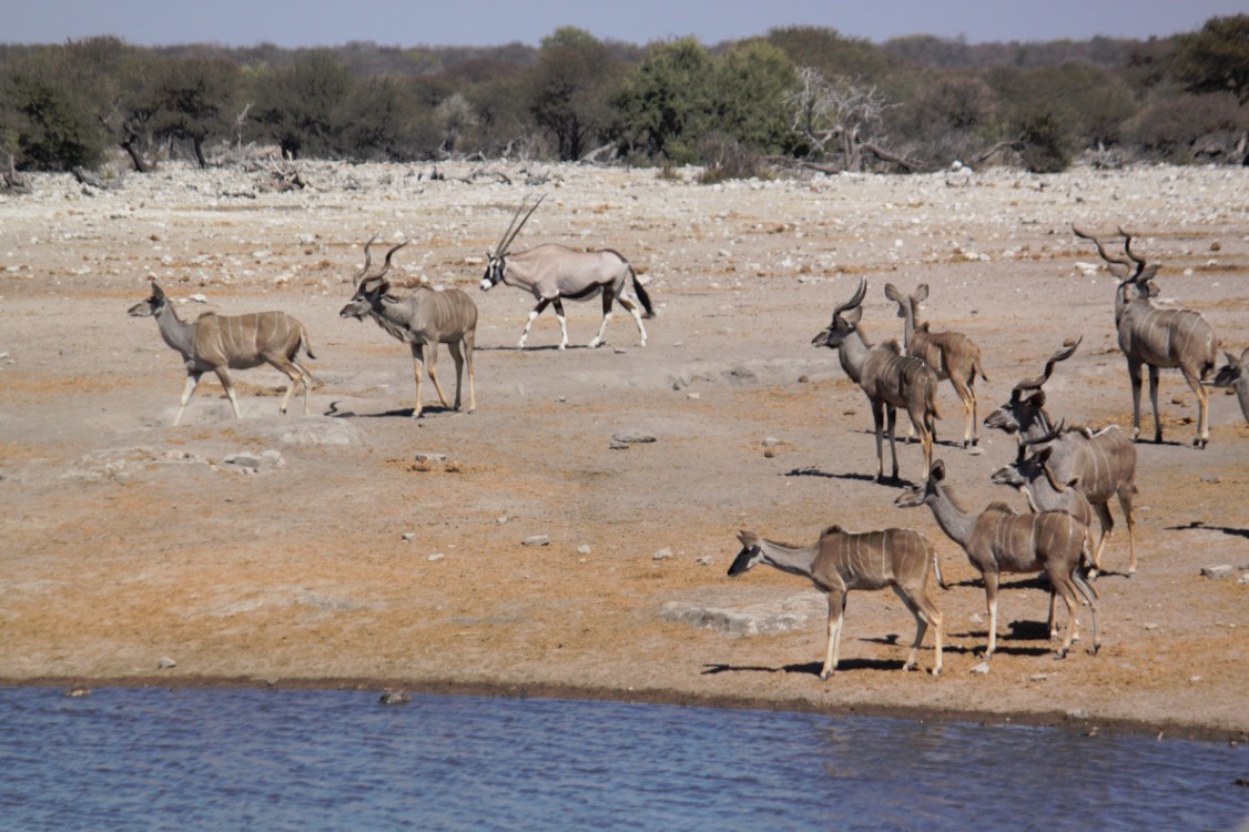 Namibie_Etosha3_2015_Img0089