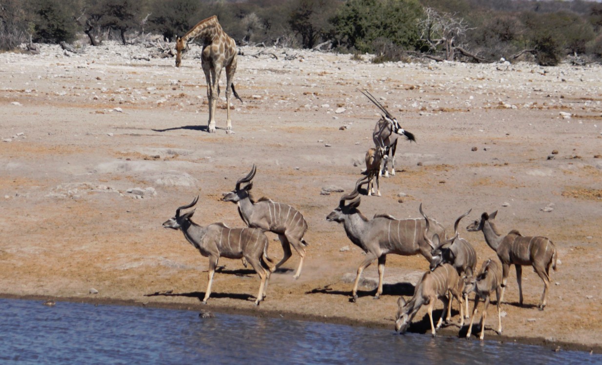 Namibie_Etosha3_2015_Img0091