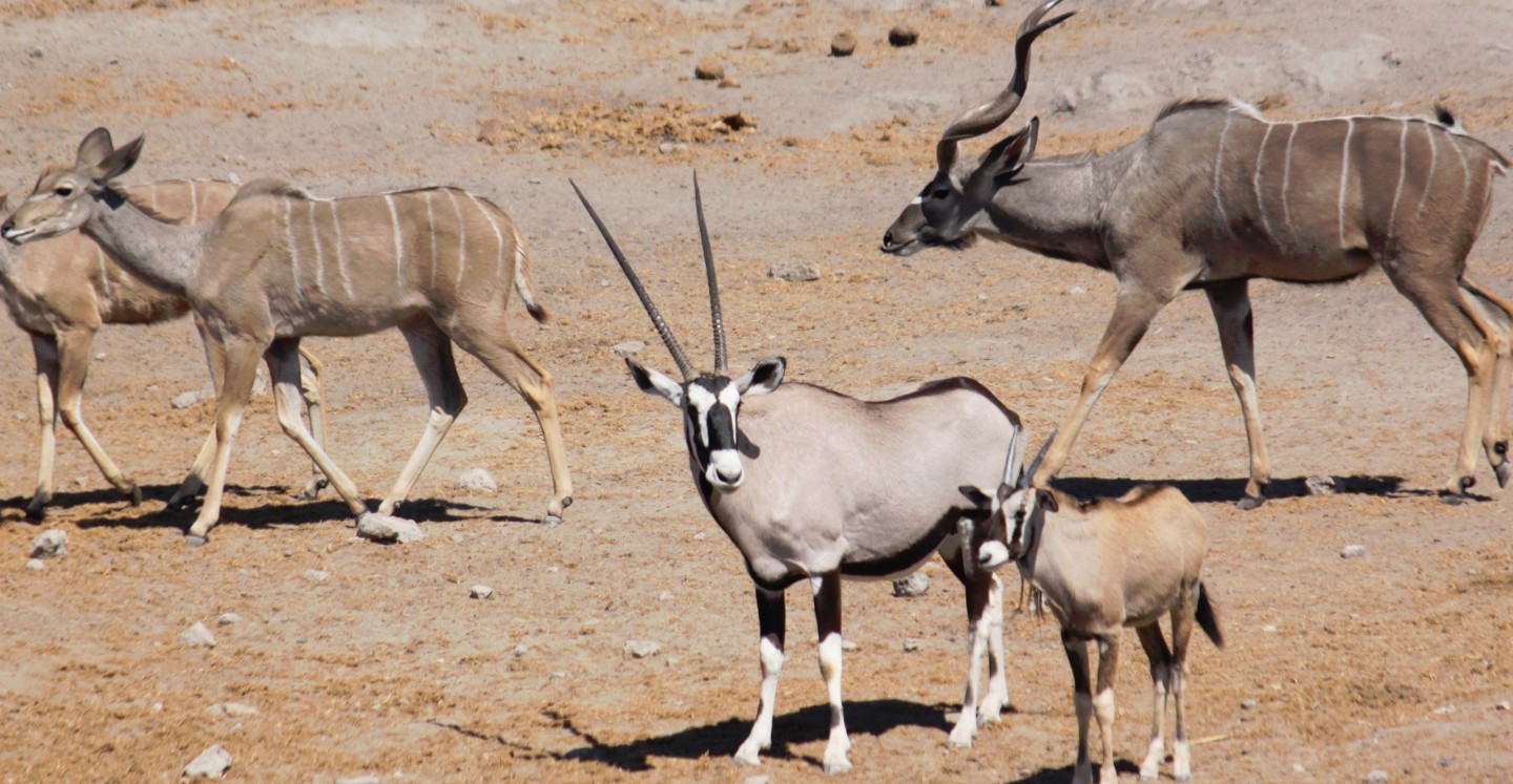 Namibie_Etosha3_2015_Img0092