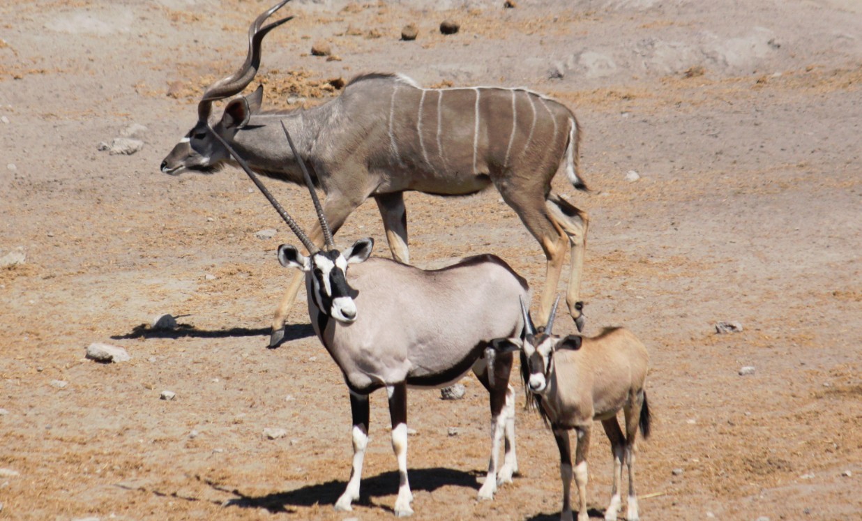 Namibie_Etosha3_2015_Img0093