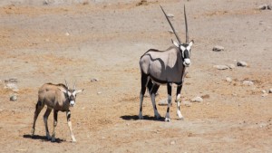 Oryx with young...