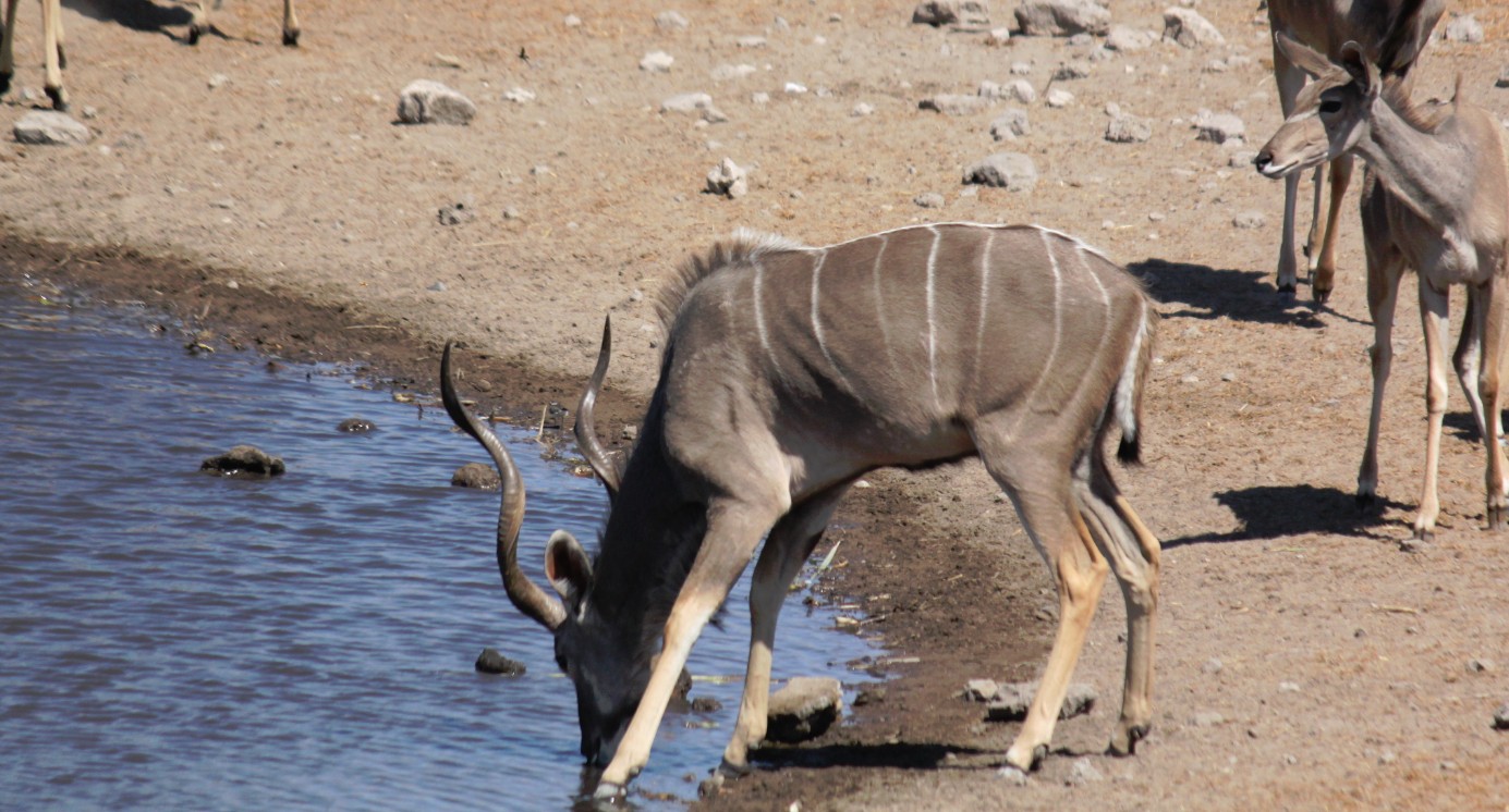 Namibie_Etosha3_2015_Img0095