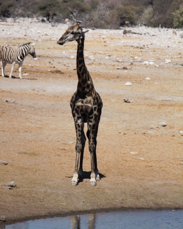 Namibie_Etosha3_2015_Img0096