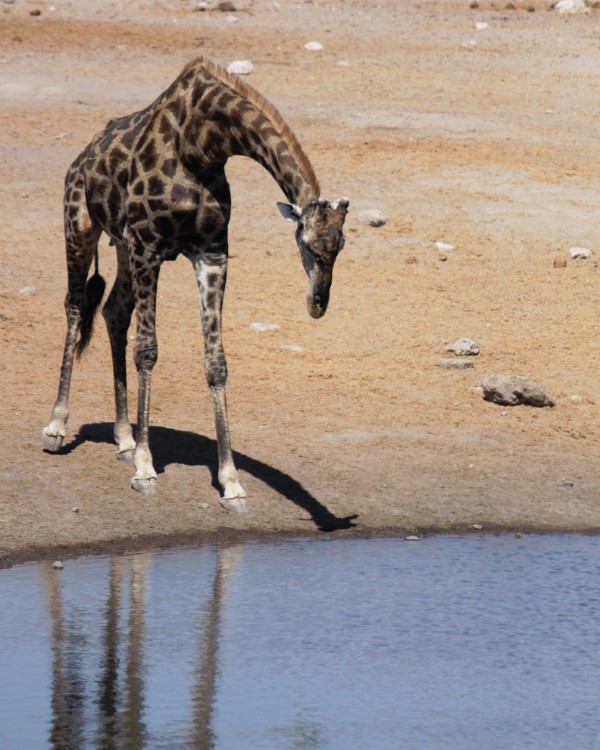 Namibie_Etosha3_2015_Img0097