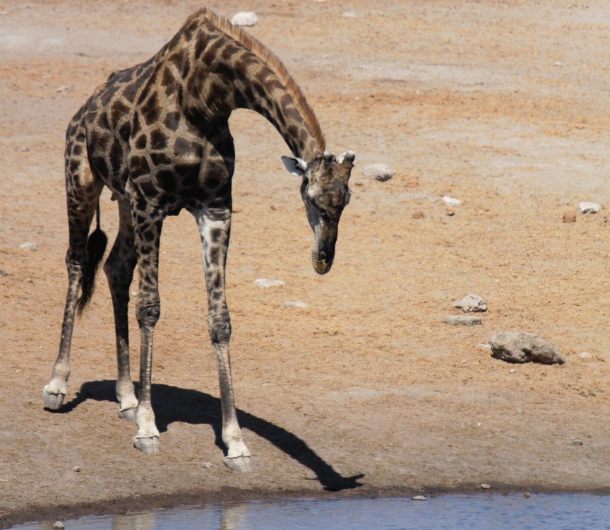 Namibie_Etosha3_2015_Img0098