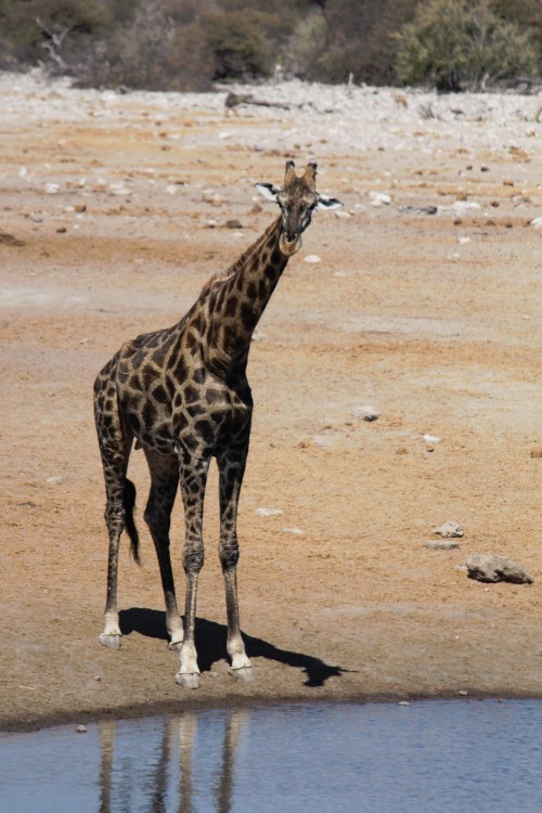 Namibie_Etosha3_2015_Img0099