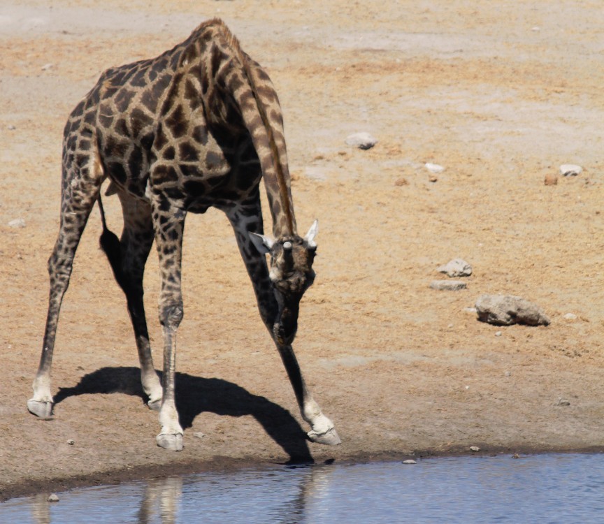 Namibie_Etosha3_2015_Img0100