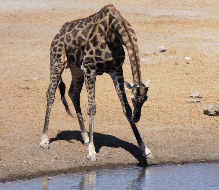 Namibie_Etosha3_2015_Img0101