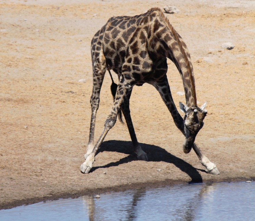 Namibie_Etosha3_2015_Img0103