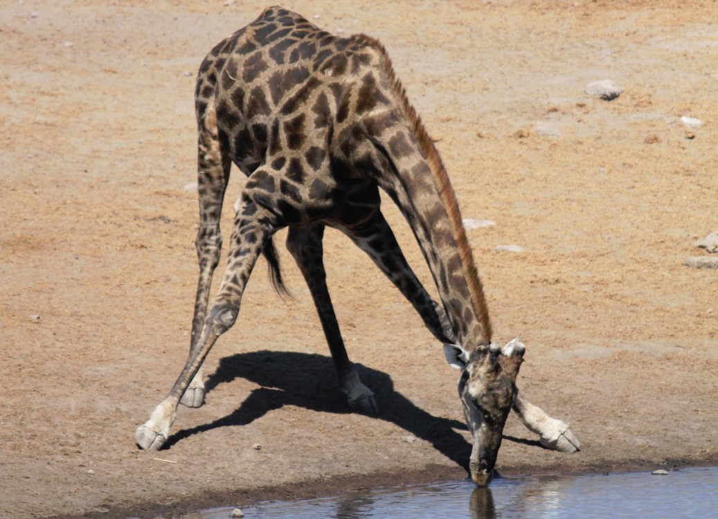 Namibie_Etosha3_2015_Img0104