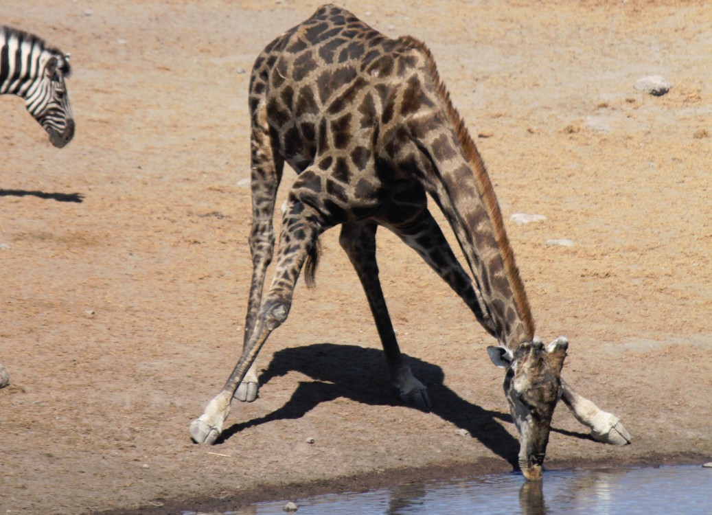 Namibie_Etosha3_2015_Img0105