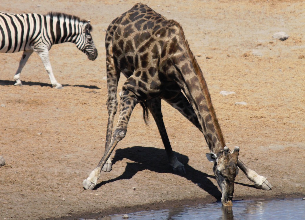 Namibie_Etosha3_2015_Img0106