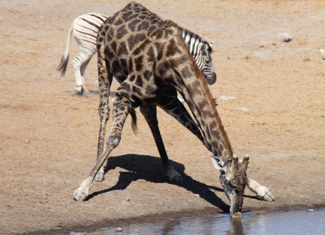 Namibie_Etosha3_2015_Img0107