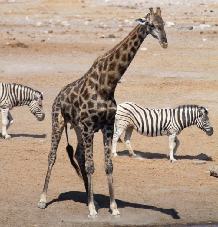 Namibie_Etosha3_2015_Img0108