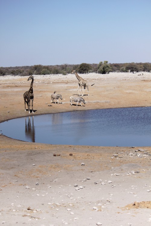 Namibie_Etosha3_2015_Img0109