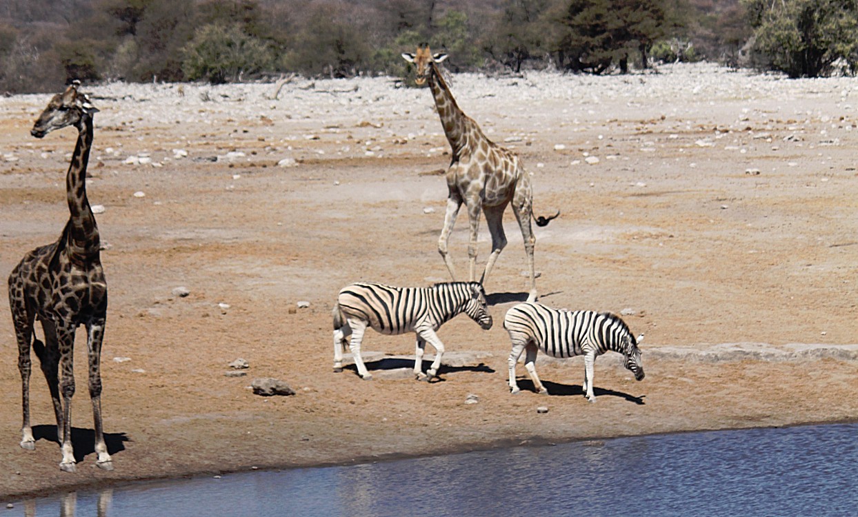 Namibie_Etosha3_2015_Img0110