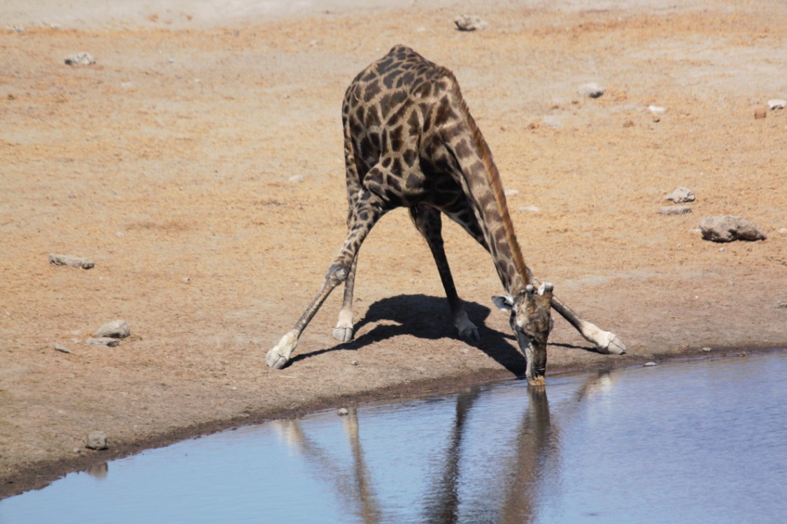 Namibie_Etosha3_2015_Img0111