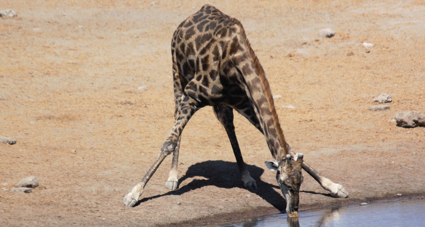 Namibie_Etosha3_2015_Img0112