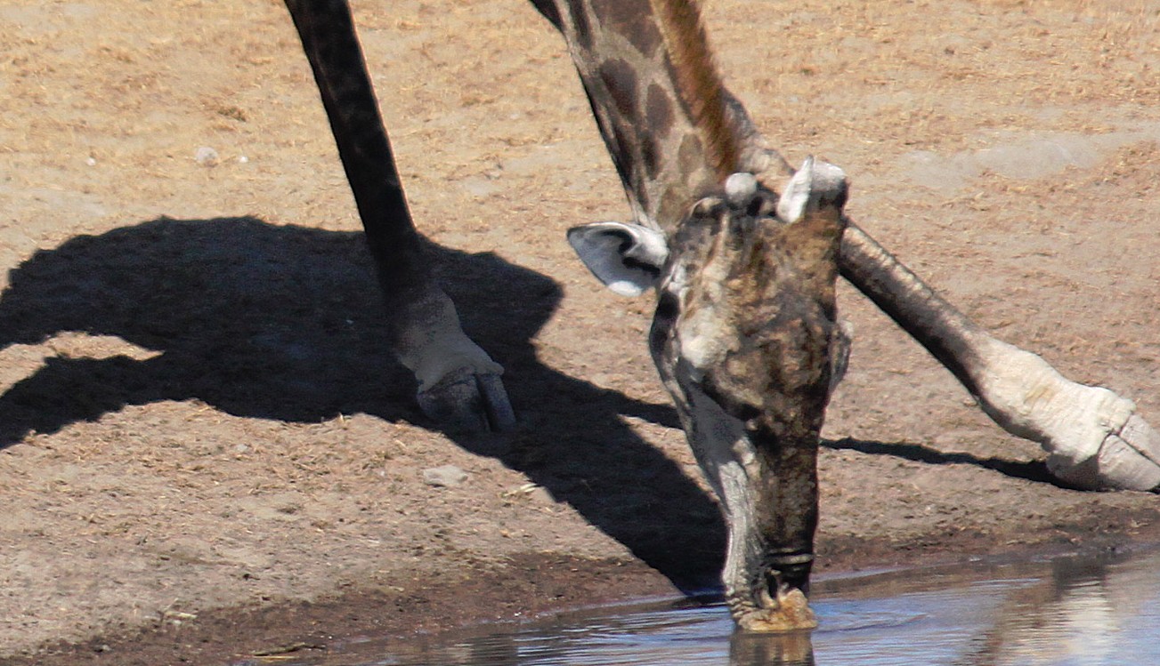 Namibie_Etosha3_2015_Img0113