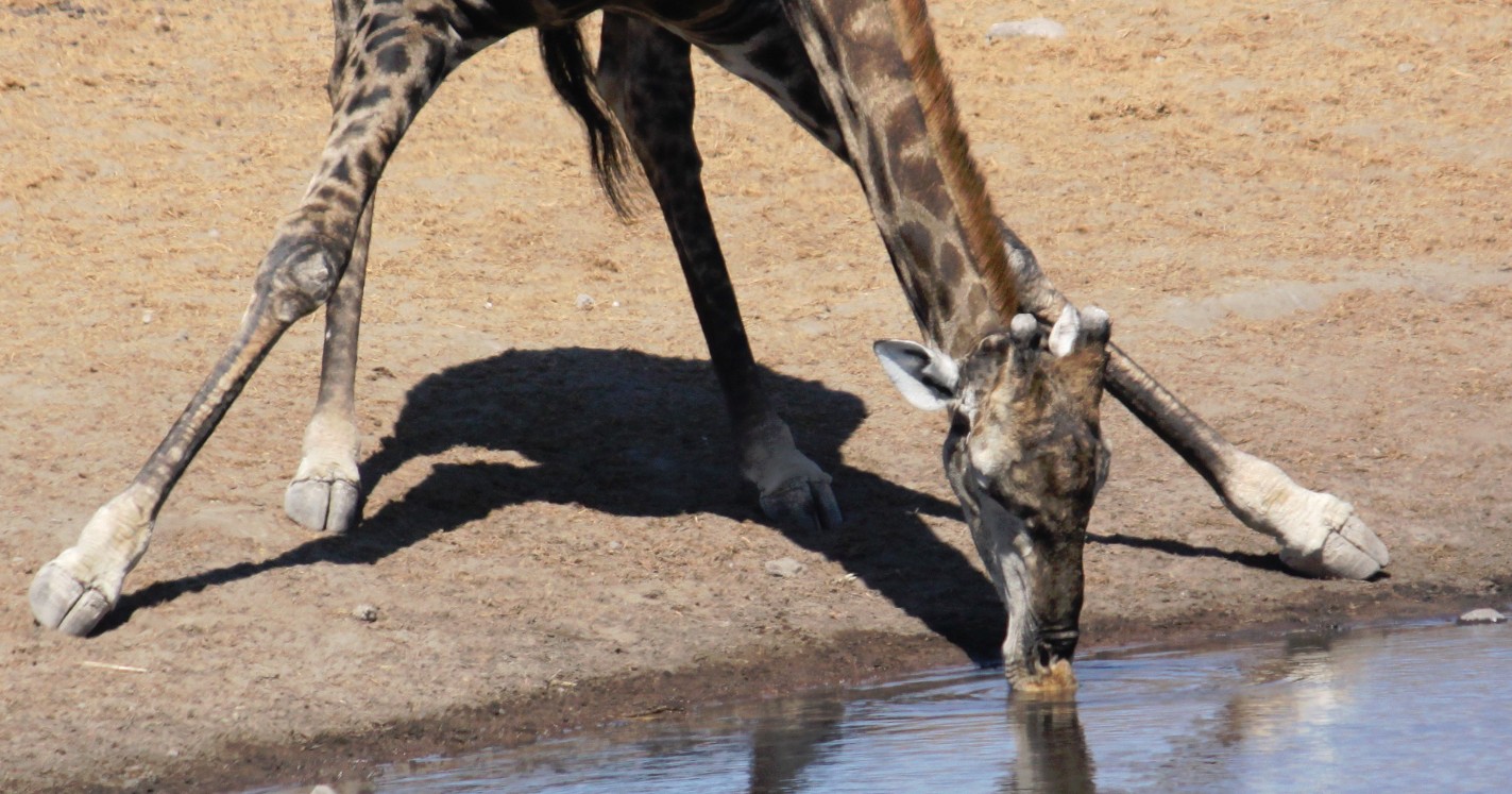 Namibie_Etosha3_2015_Img0114