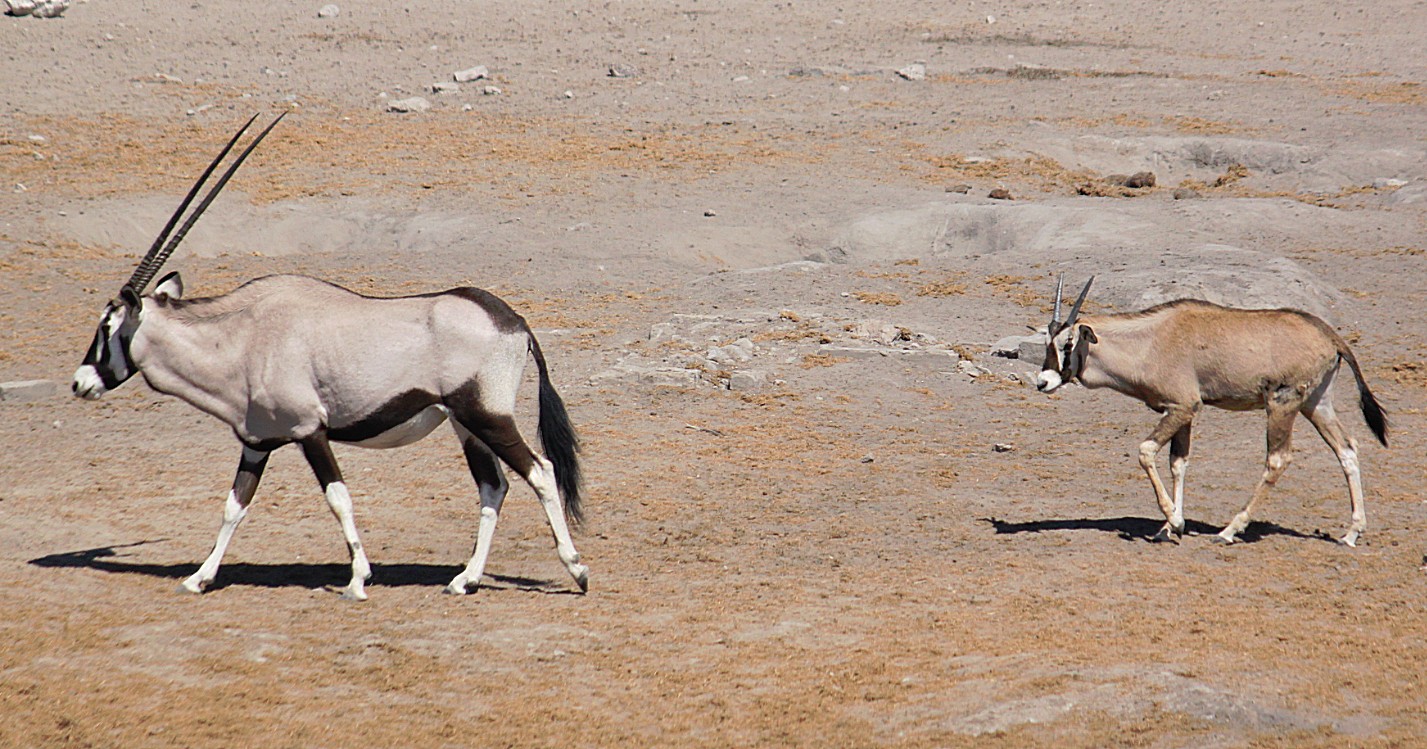 Namibie_Etosha3_2015_Img0115