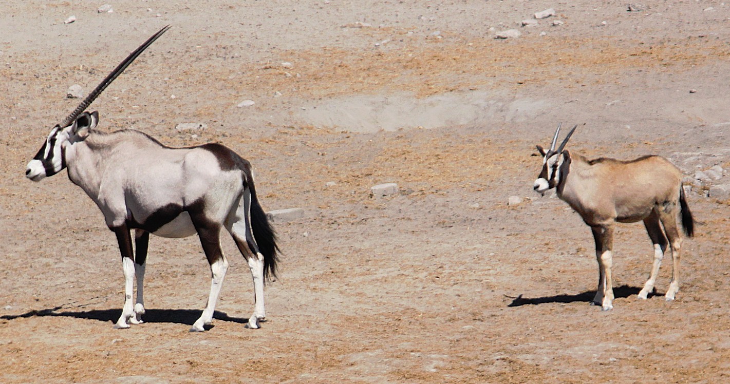 Namibie_Etosha3_2015_Img0116