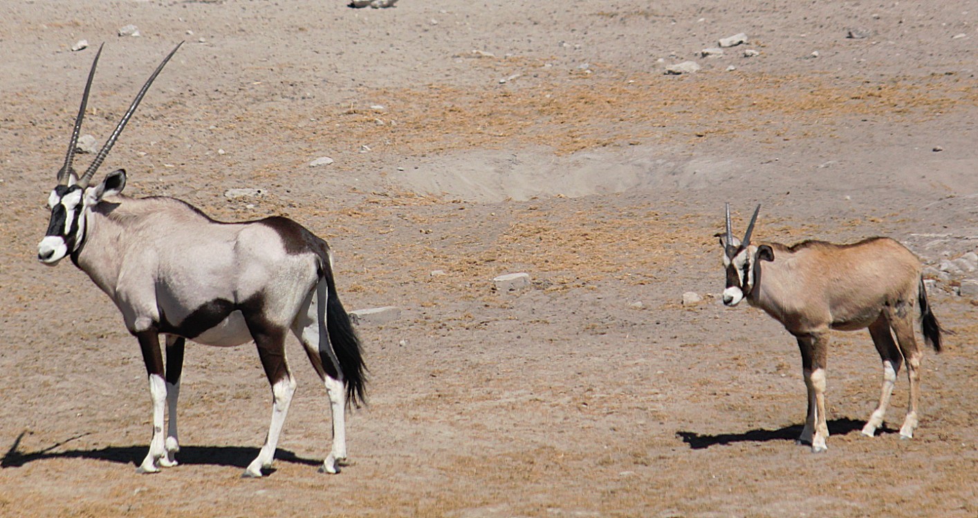 Namibie_Etosha3_2015_Img0117