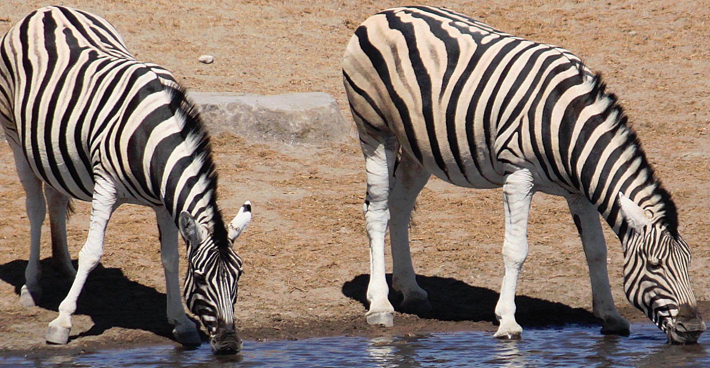 Namibie_Etosha3_2015_Img0118