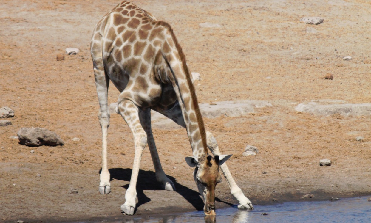 Namibie_Etosha3_2015_Img0119