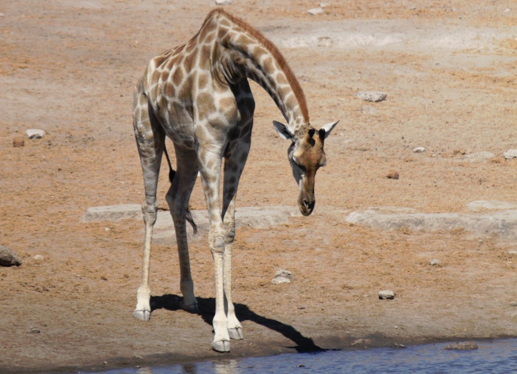 Namibie_Etosha3_2015_Img0120