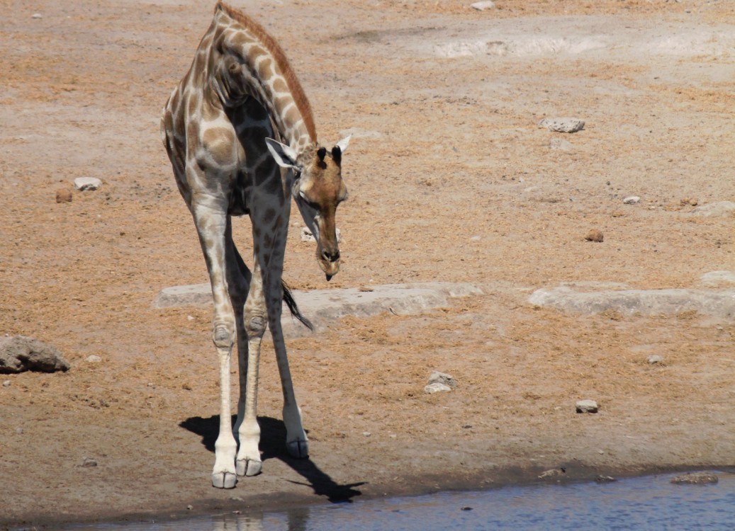 Namibie_Etosha3_2015_Img0121