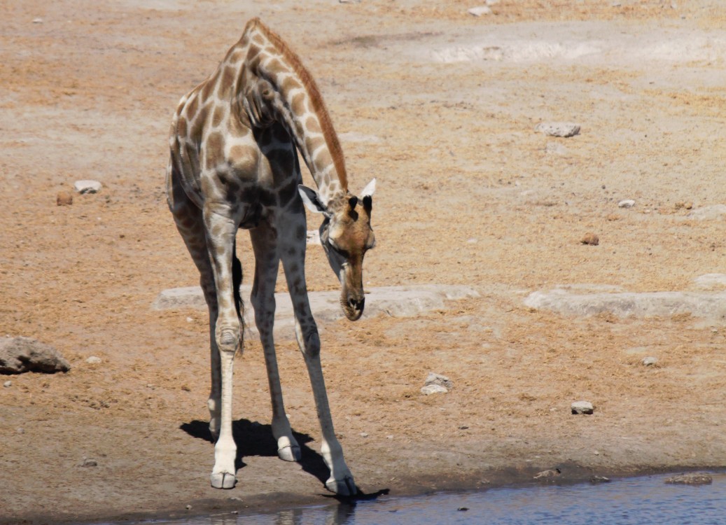 Namibie_Etosha3_2015_Img0122