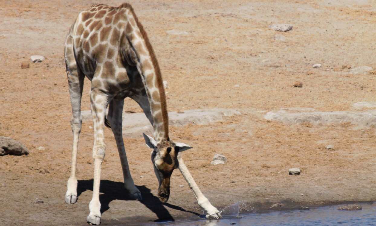 Namibie_Etosha3_2015_Img0123