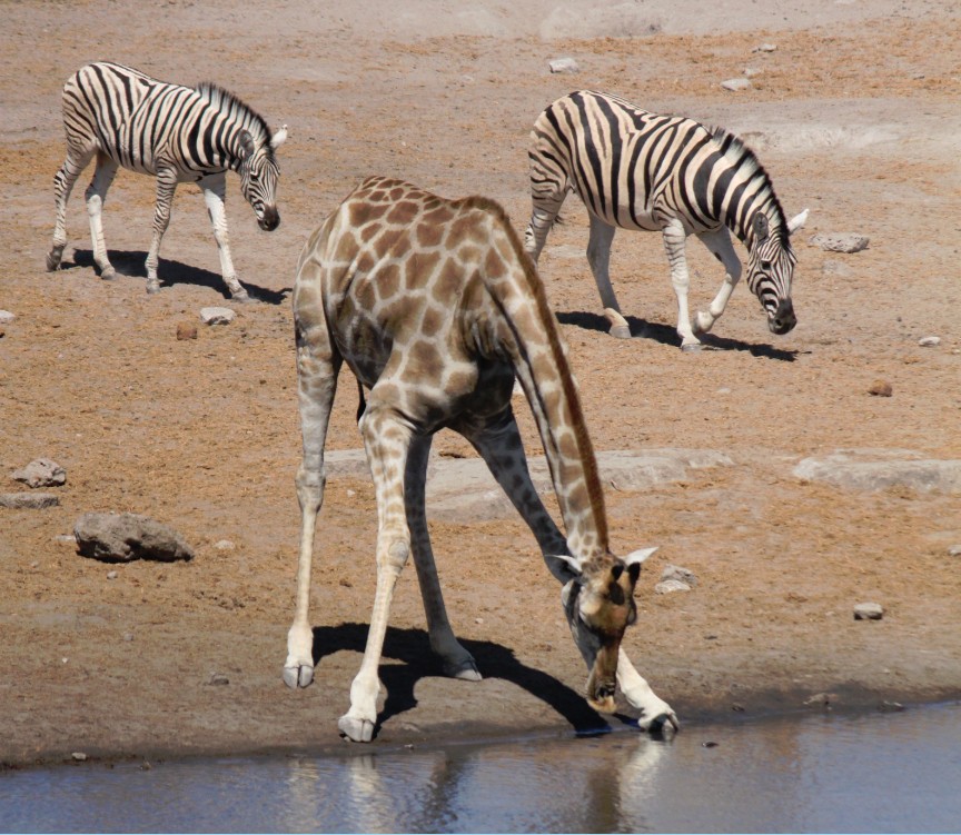 Namibie_Etosha3_2015_Img0124