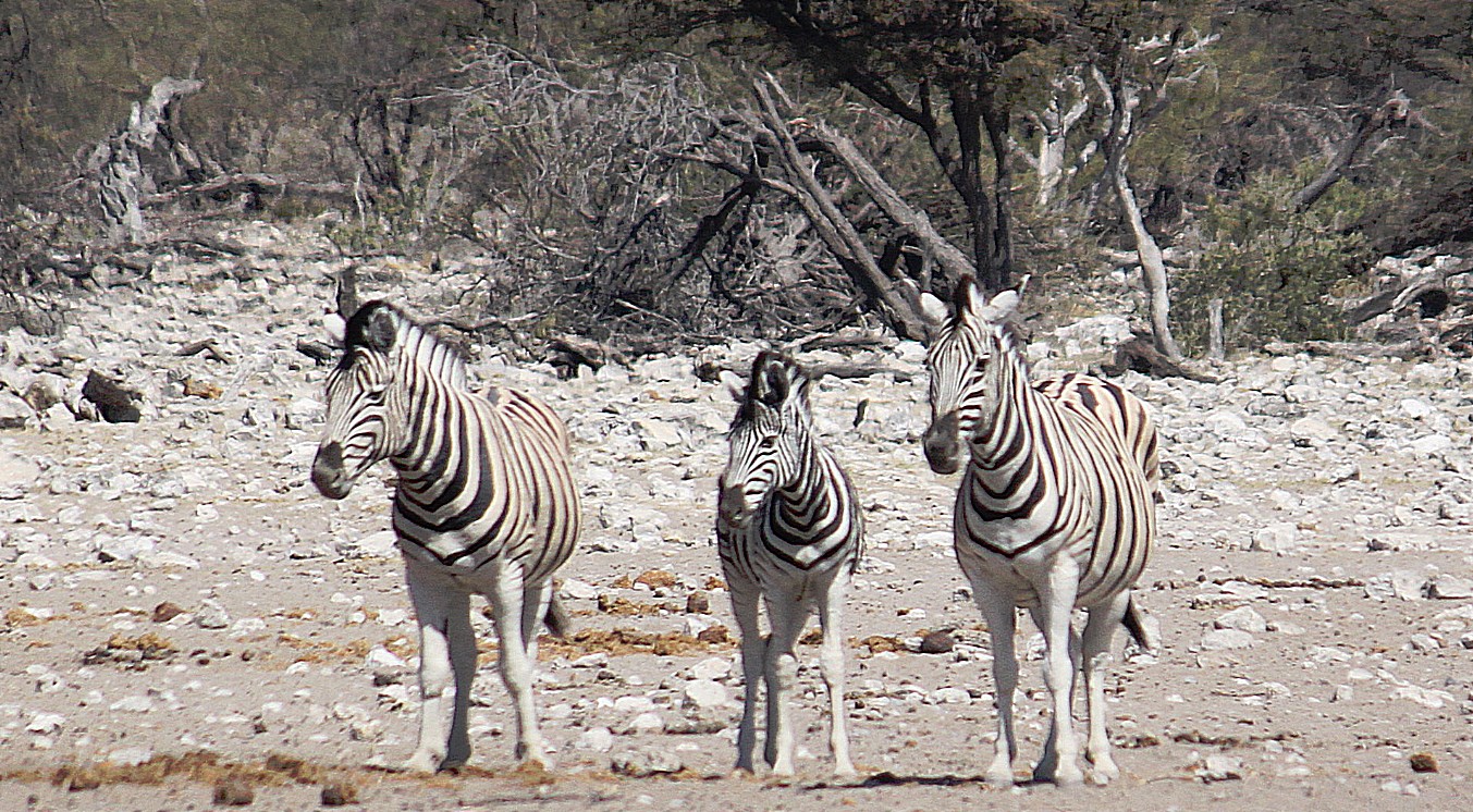 Namibie_Etosha3_2015_Img0125