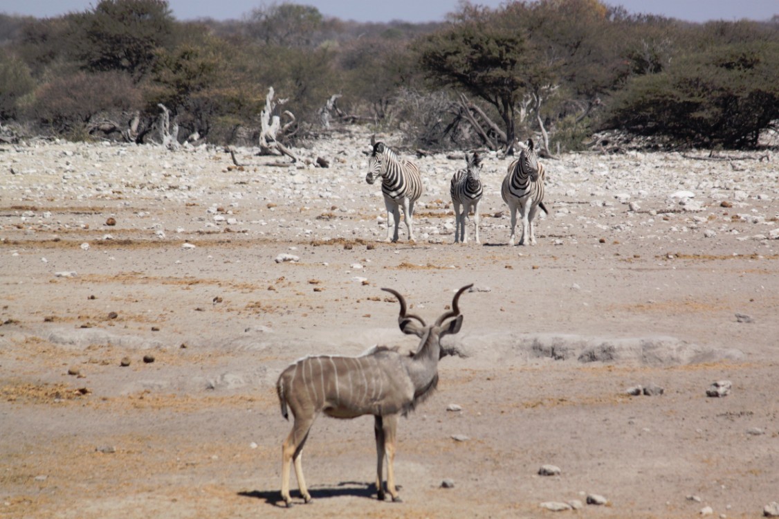 Namibie_Etosha3_2015_Img0126