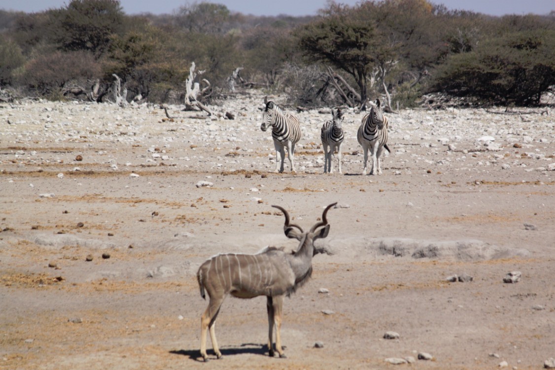 Namibie_Etosha3_2015_Img0126