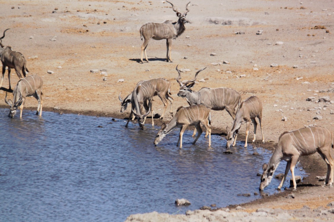 Namibie_Etosha3_2015_Img0127