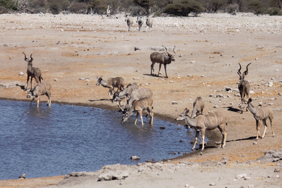 Namibie_Etosha3_2015_Img0128