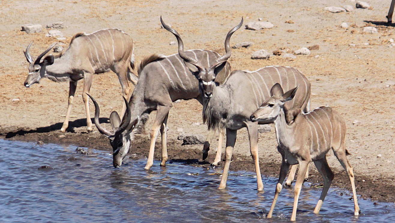 Namibie_Etosha3_2015_Img0129