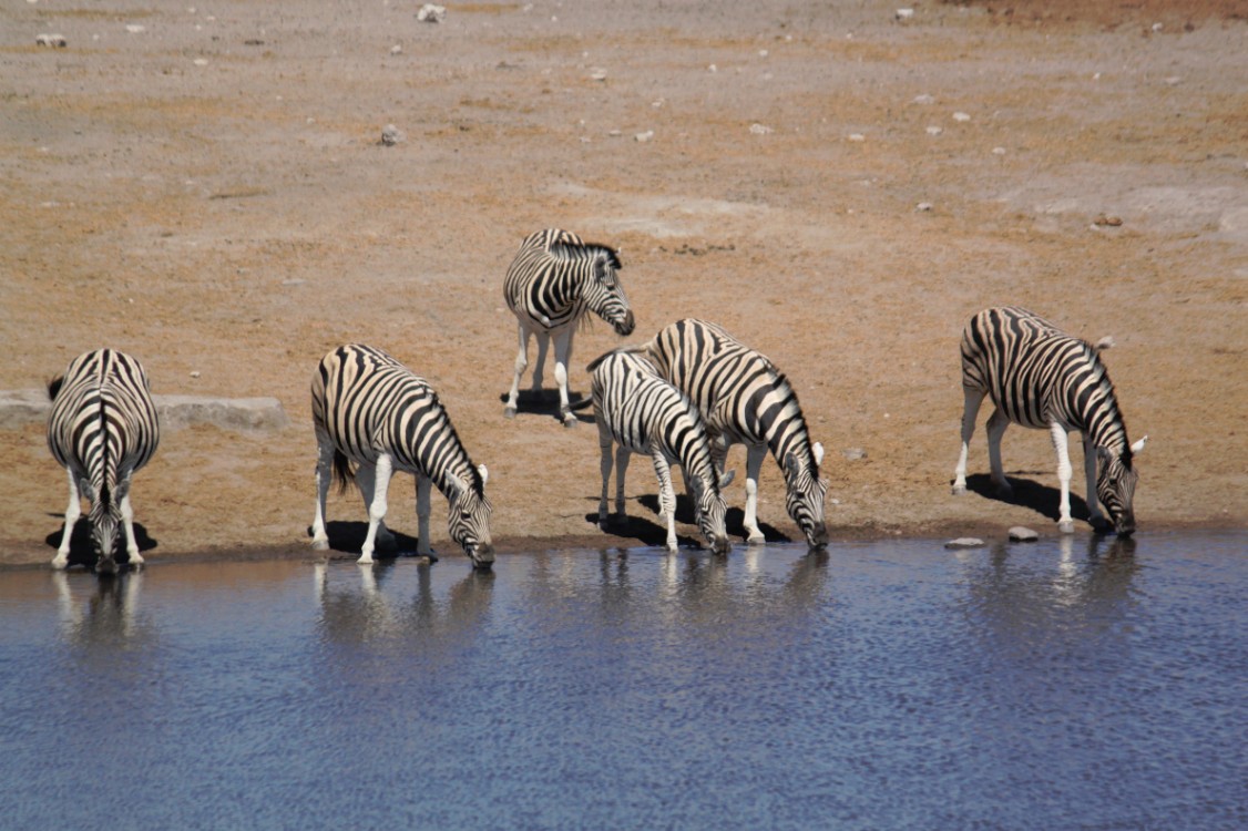 Namibie_Etosha3_2015_Img0130