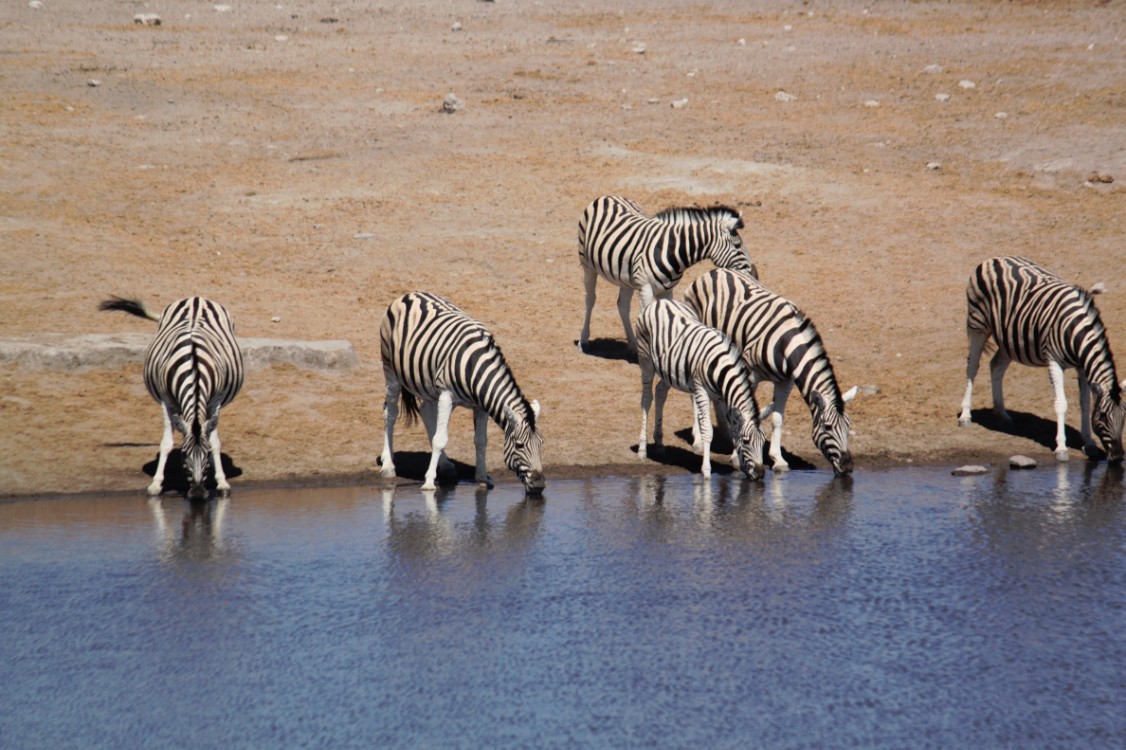 Namibie_Etosha3_2015_Img0131