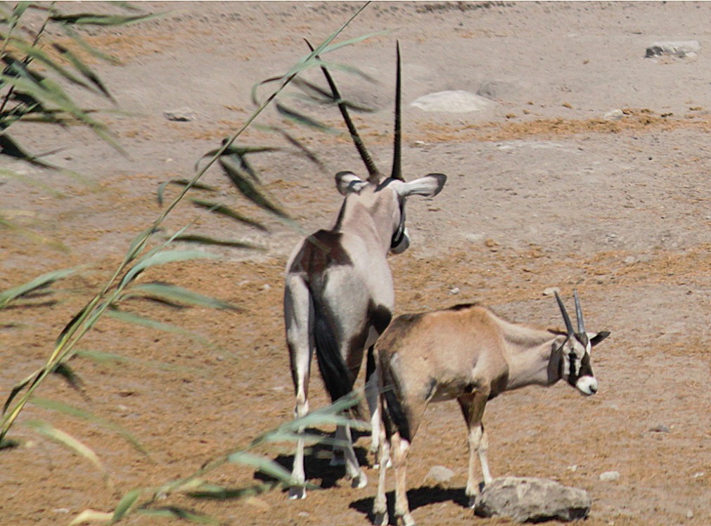 Namibie_Etosha3_2015_Img0132