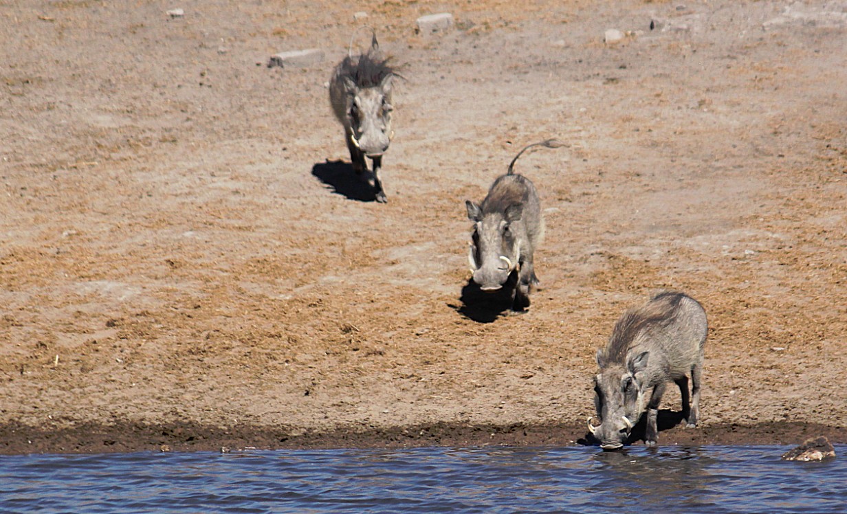 Namibie_Etosha3_2015_Img0133