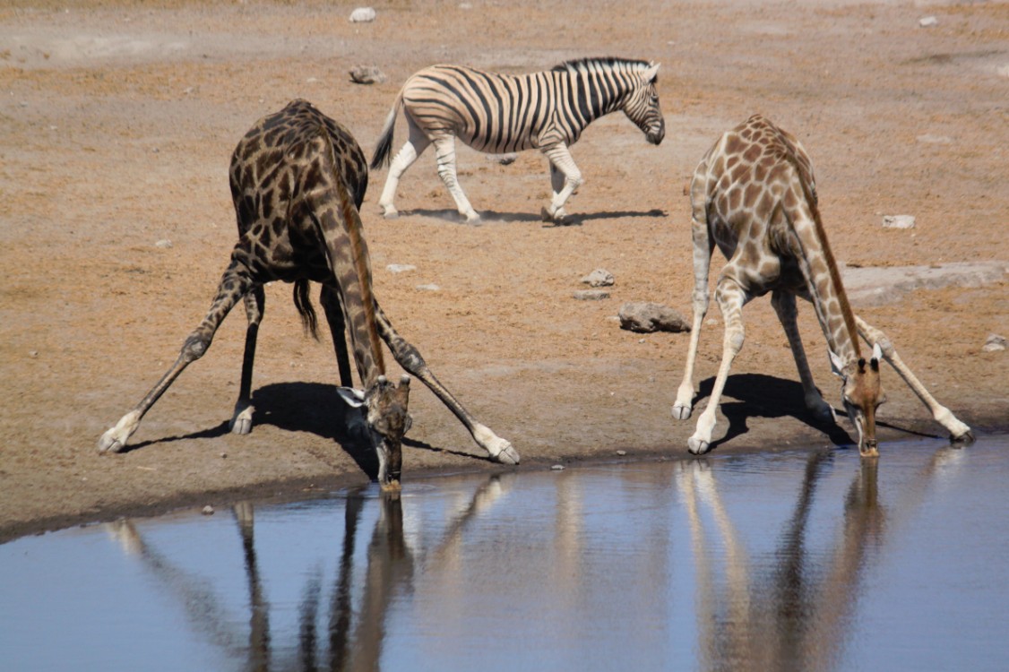 Namibie_Etosha3_2015_Img0134