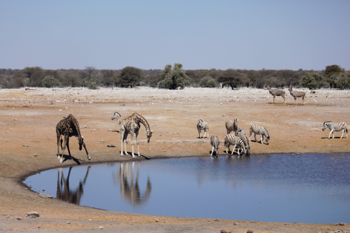 Namibie_Etosha3_2015_Img0135